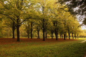 wandelcoaching groepswandelingen Haarlemmermeer Caroline Pinter De kracht van de herfst