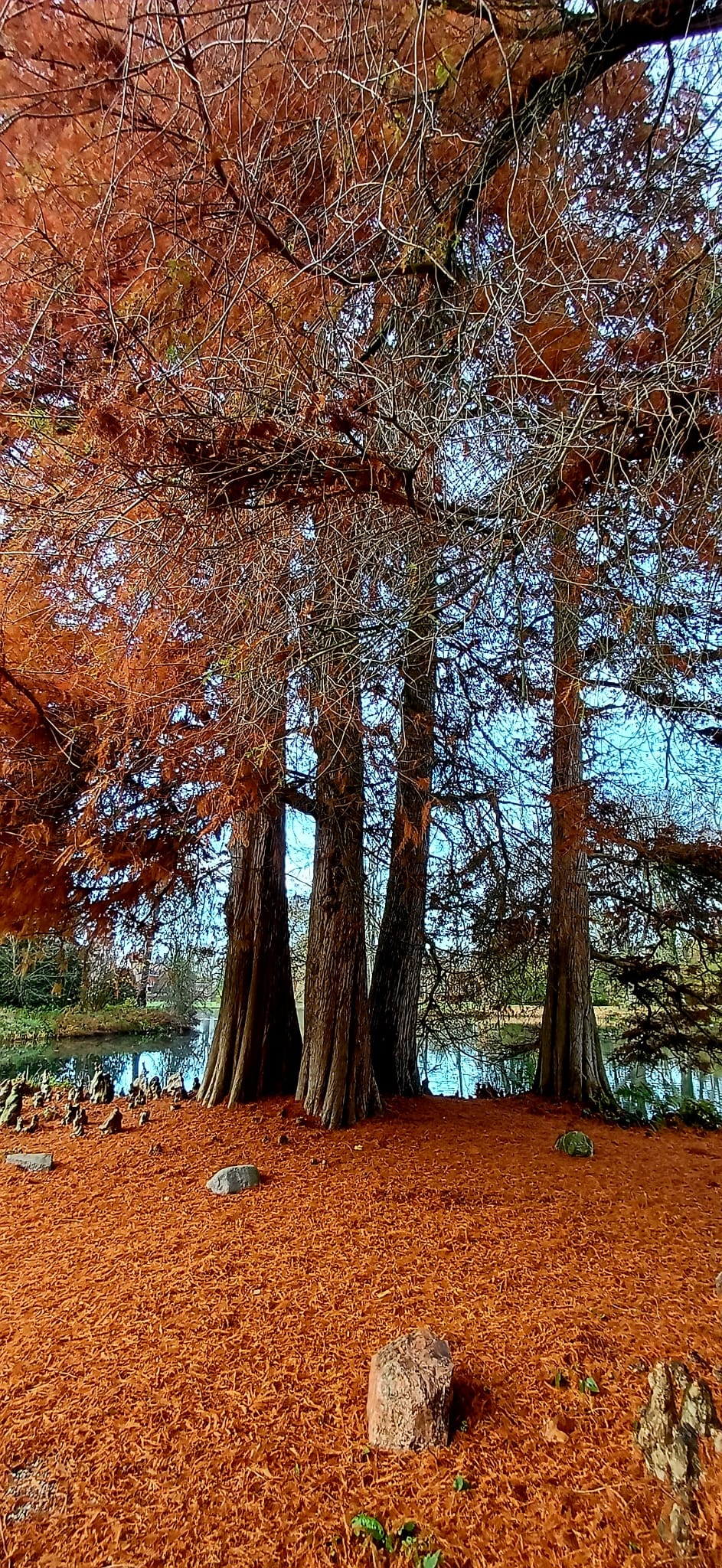 Caroline Pinter WandelCoaching