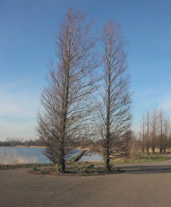 Wandelpad dat zich splitst tussen twee bomen, symbool voor keuzes en verschillende richtingen aan het einde van het jaar.