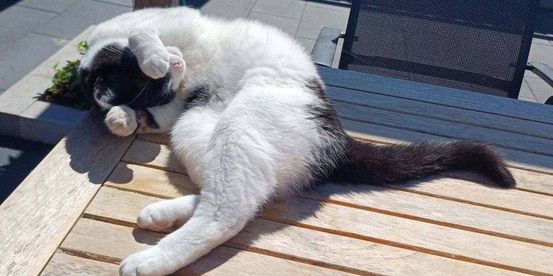 Onze kat weer thuis op zijn vertrouwde plek na onze vakantie