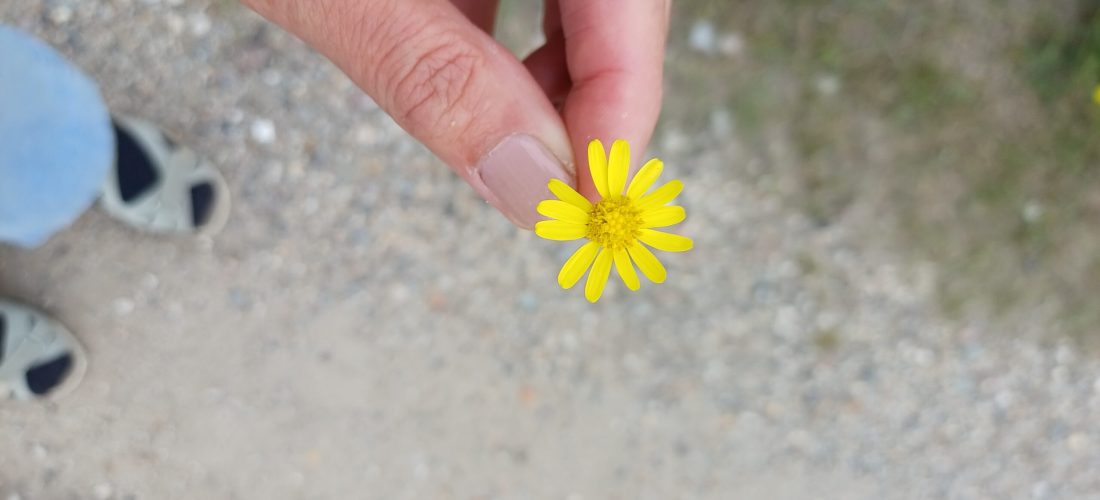 Dankbaarheidswandeling 2026 Amsterdamse Bos