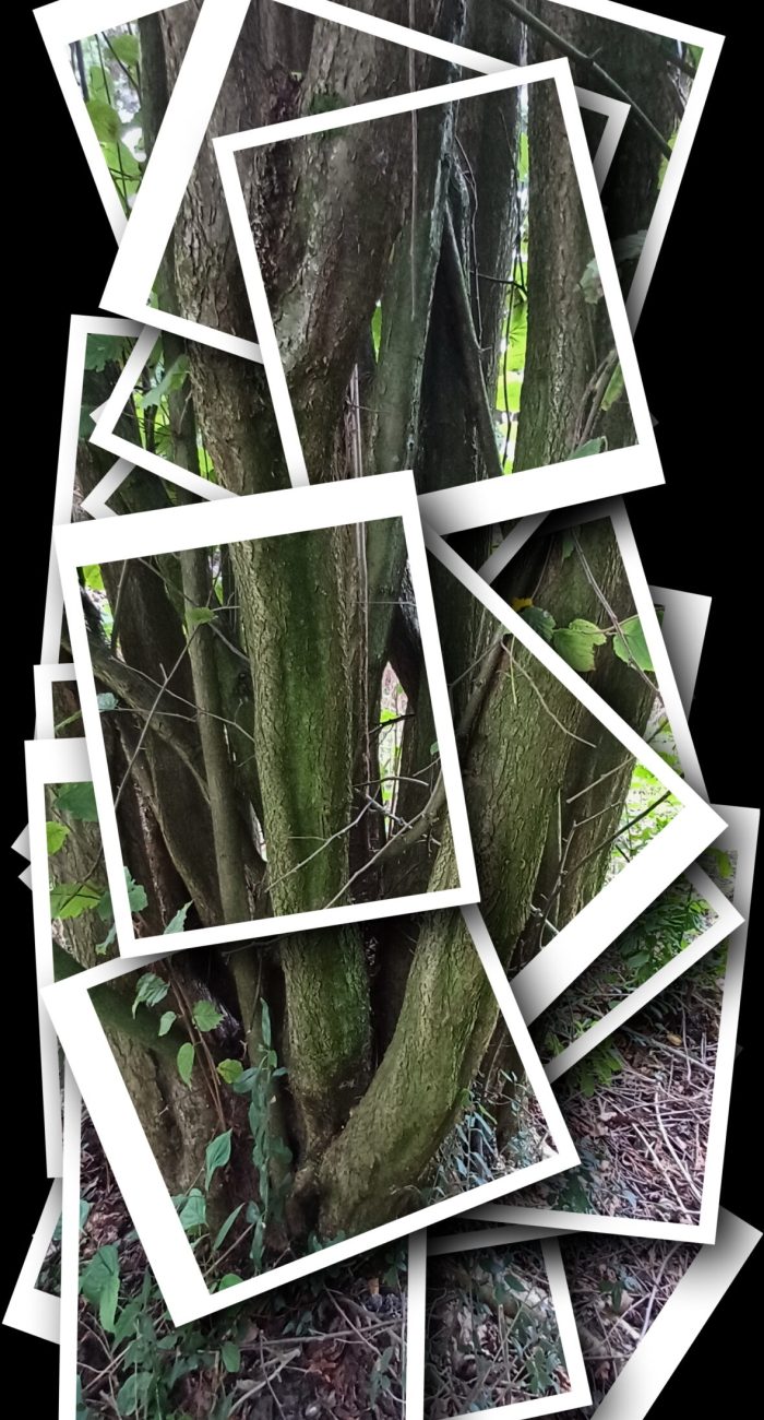 wandelcoaching groepswandelingen Haarlemmermeer Caroline Pinter