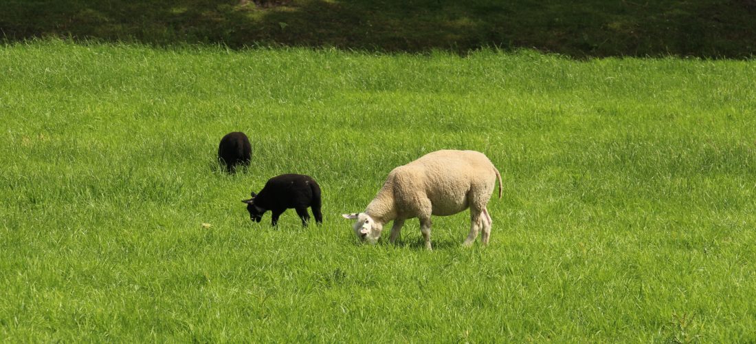Schapen in het open landschap van de Haarlemmermeer