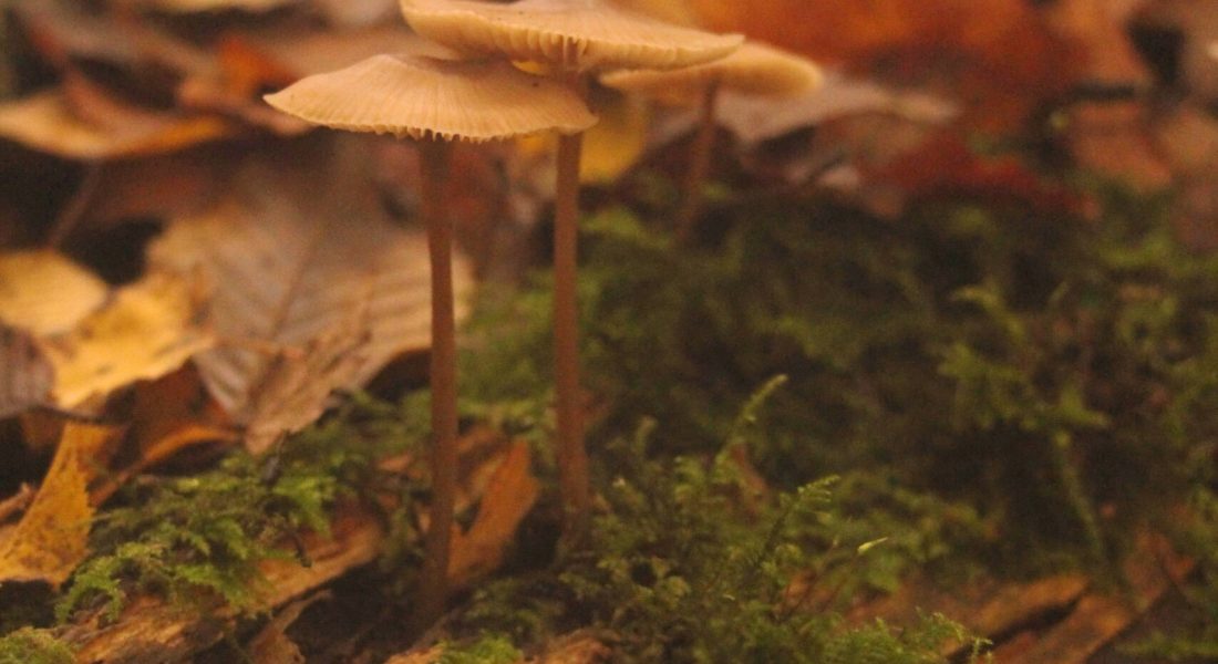 wandelcoaching groepswandelingen Haarlemmermeer Caroline Pinter De kracht van de herfst