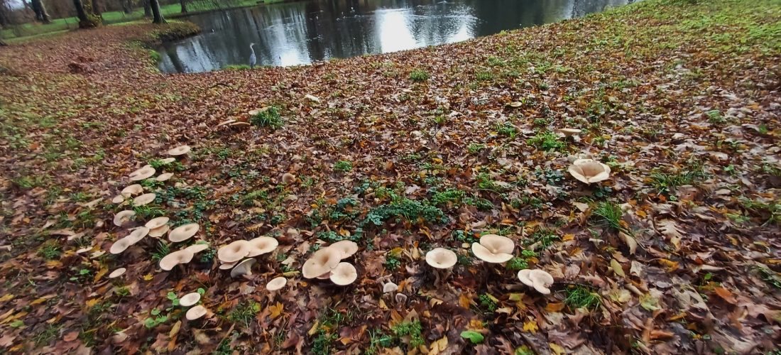 Kennismakingsgesprek wandelend in park Kasteel de Haar
