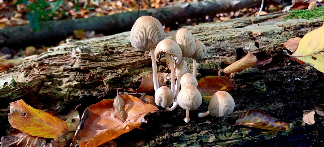 Natuurwandeling waarin paddenstoelen symbool staan voor groei en verandering