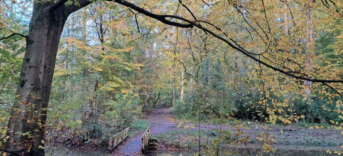 Houten brug in het bos, symbool voor loslaten en kiezen voor 2026