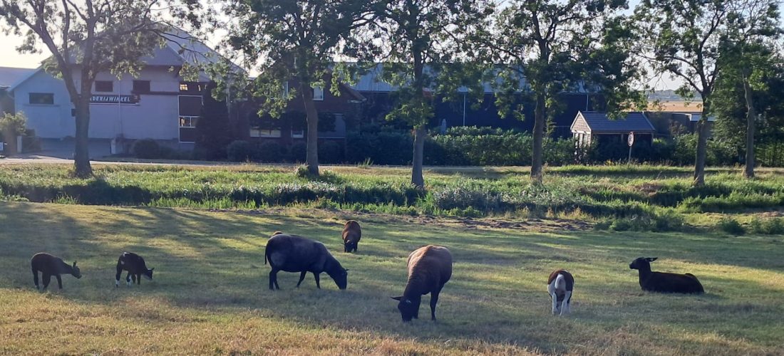 Schapen langs de ringvaart blog waarom ik vaker de fiets neem